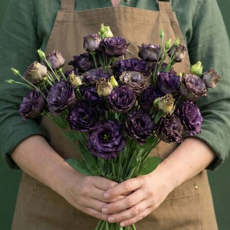 Rosanne 1 Black Pearl, (F1) Lisianthus Seeds - Packet image number null